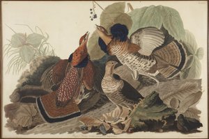  de John James Audubon
