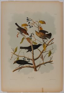 Grajilla rojiza de John James Audubon