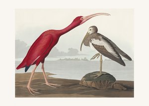  de John James Audubon