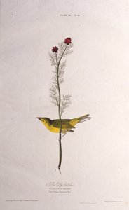 Selbys Fly Catcher. De Las Aves de América, 1827-1838 de John James Audubon