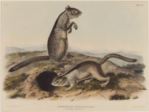 Spermophilus Douglassii (Dos Ardillas Douglas) de John James Audubon