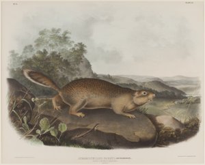 Spermophilus Parry (Ardilla marmota de Parry) de John James Audubon