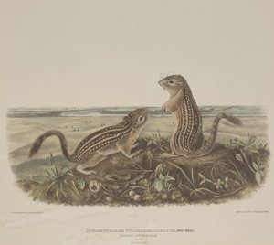 Spermophilus Tridecemlineatus (Dos Ardillas Leopardo) de John James Audubon