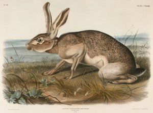 Liebre texana (Lepus Texianus), 1848