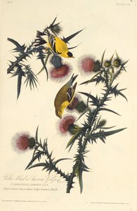 El jilguero americano. De Las aves de América, 1827-1838