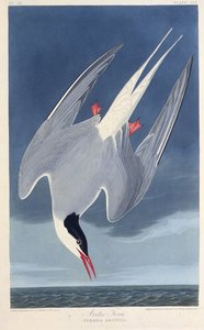 El charrán ártico. De Las Aves de América, 1827-1838 de John James Audubon