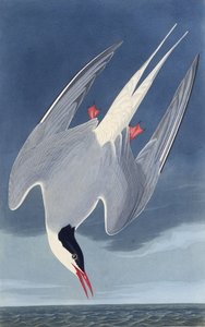 El charrán ártico. De Las Aves de América, 1827-1838