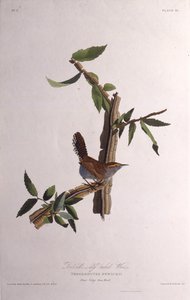 El chochín de Bewick. De Las aves de América, 1827-1838 de John James Audubon