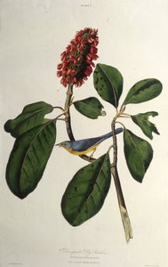 La Reinita de Canadá. De Las Aves de América, 1827-1838 de John James Audubon