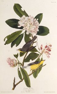 La reinita canadiense. De Los Pájaros de América, 1827-1838 de John James Audubon