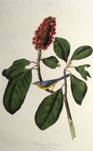 La Reinita de Canadá. De Los Pájaros de América de John James Audubon