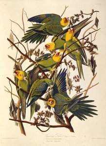 El periquito de Carolina, de Las aves de América, 1827-1838 de John James Audubon