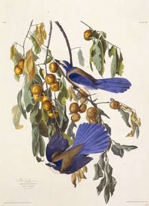 El arrendajo de Florida. De Las Aves de América de John James Audubon