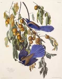 El arrendajo de Florida. De Las Aves de América, 1827-1838 de John James Audubon