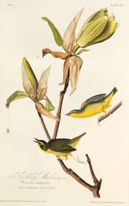 El chipe de Kentucky. De Las aves de América, 1827-1838 de John James Audubon