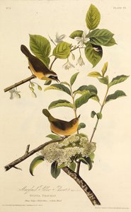 La Reinita de Maryland. De Las Aves de América, 1827-1838 de John James Audubon