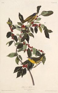 La Reinita de Nashville. De Las Aves de América, 1827-1838 de John James Audubon