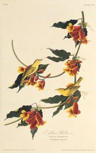 El Reyezuelo de Rathbone. De Las Aves de América, 1827-1838 de John James Audubon