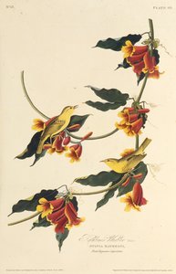 El reyezuelo de Rathbone. De Las Aves de América, 1827-1838 de John James Audubon