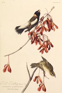El pájaro arrocero. De Los Pájaros de América, 1827-1838 de John James Audubon