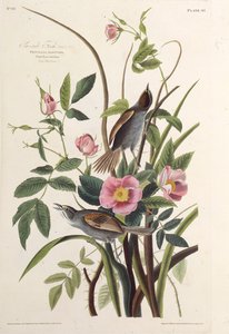 El pinzón costero. De Las Aves de América, 1827-1838 de John James Audubon