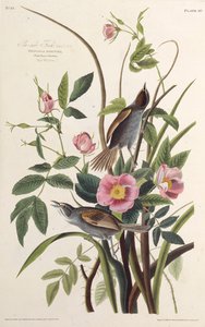 El pinzón de la costa. De Las aves de América, 1827-1838 de John James Audubon