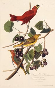 El pájaro rojo de verano. De Los pájaros de América, 1827-1838 de John James Audubon