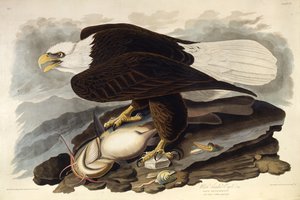 El águila calva. De Las Aves de América, 1827-1838 de John James Audubon