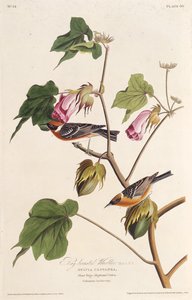 El reinitas de pecho castaño. De Los Pájaros de América, 1827-1838 de John James Audubon