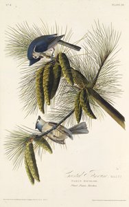 El carbonero crestinegro. De Las Aves de América de John James Audubon