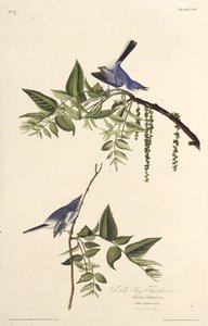 El mosquero azul-gris. De Las aves de América, 1827-1838 de John James Audubon