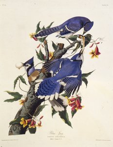 El arrendajo azul. De Las Aves de América, 1827-1838