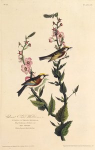 El reinita de costados castaños. De Las Aves de América, 1827-1838 de John James Audubon