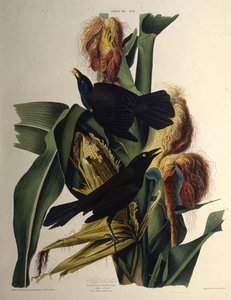 El zanate común. De Las Aves de América, 1827-1838 de John James Audubon