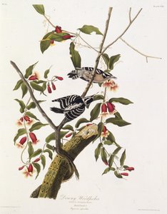 El pájaro carpintero velloso. De Las Aves de América, 1827-1838 de John James Audubon