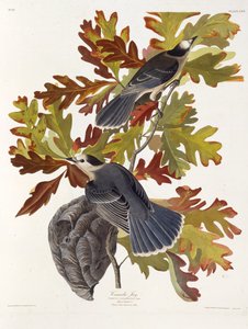El arrendajo gris. De Las Aves de América, 1827-1838 de John James Audubon