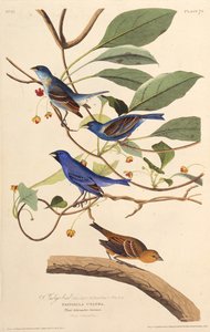 Los pájaros índigo. De Los Pájaros de América, 1827-1838 de John James Audubon
