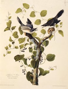 El alcaudón verdugo. De Las Aves de América, 1827-1838 de John James Audubon