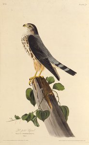 El halcón. De Los Pájaros de América, 1827-1838 de John James Audubon