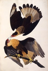El caracara crestado del norte. De Las Aves de América, 1827-1838 de John James Audubon