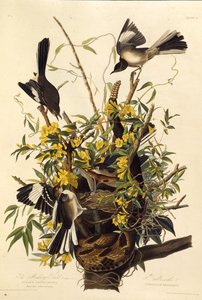 El sinsonte del norte. De Las Aves de América, 1827-1838 de John James Audubon