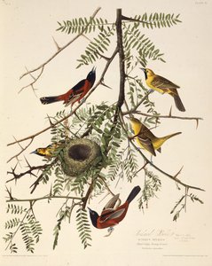 El oropéndola del huerto. De Las Aves de América, 1827-1838 de John James Audubon