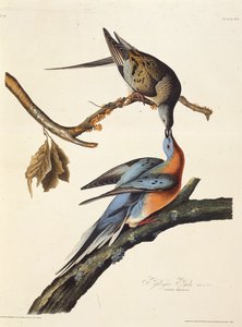 La paloma pasajera. De Las aves de América, 1827-1838 de John James Audubon