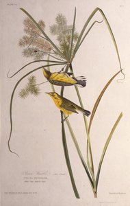 La reinita de las praderas. De Las Aves de América, 1827-1838