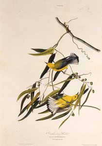 El chipe protonotario. De Las Aves de América, 1827-1838 de John James Audubon