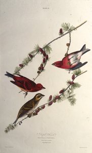 El pinzón púrpura. De Las aves de América, 1827-1838 de John James Audubon