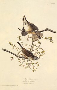 El gorrión cantor. De Las Aves de América, 1827-1838 de John James Audubon