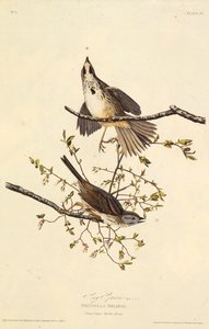 El gorrión cantor. De Las Aves de América de John James Audubon