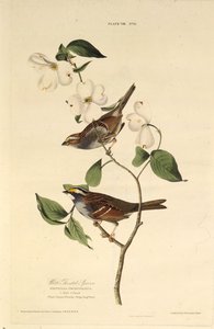 El gorrión de garganta blanca. De Las aves de América, 1827-1838 de John James Audubon