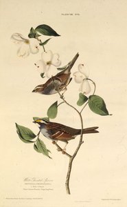 El gorrión de garganta blanca. De Los Pájaros de América, 1827-1838 de John James Audubon